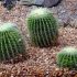 Cele mai populare mituri despre cactusi